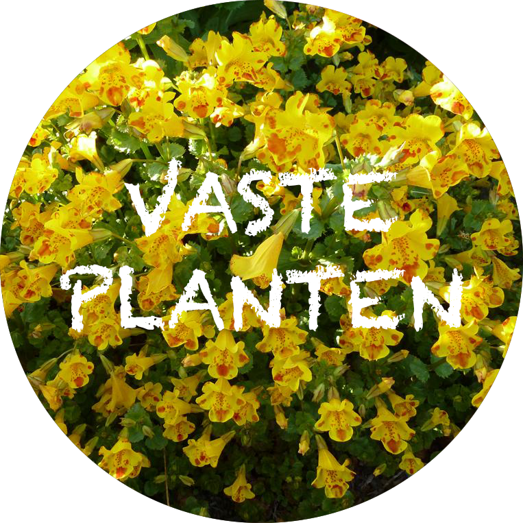 Wijzigingen van plotseling Portier Kwekerij Brandenburg uit Baflo heeft mooie planten door eigen opkweek