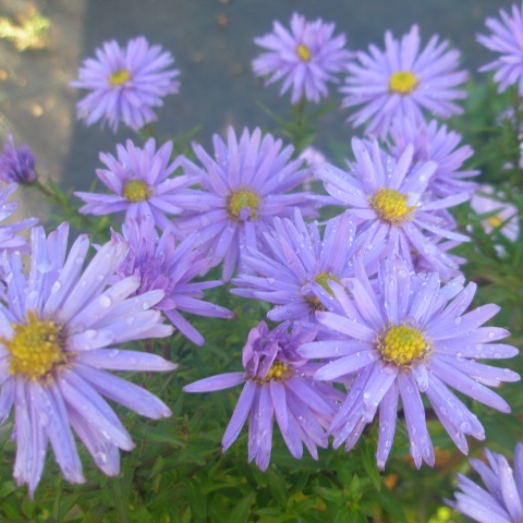 Aster ageratoides Asran – aster